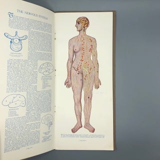 Portfolio of Anatomical Manikins