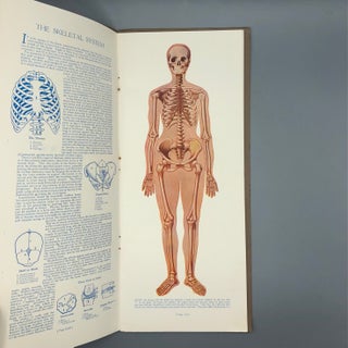 Portfolio of Anatomical Manikins