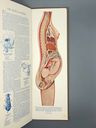 Portfolio of Anatomical Manikins