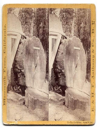 Item #42510 Chip of the Old Block. Original Big Tree. Mammoth Trees, California. No. 12....