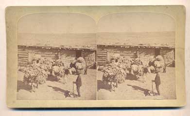 Item #42525 Burros Packing Sheep Pelts. Gurnsey's Rocky Mountain Views. No. 206. Stereoview, Byron H. Gurnsey.