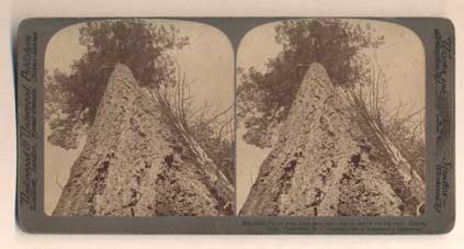 Item #46513 Throw your head back and look up one of the big trees, Stanley Park, Vancouver B. C. (69)- 4832. Stereoview.