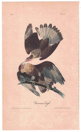 Item #55836 Caracara Eagle, Plate 4. John James Audubon