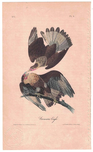 Item #55836 Caracara Eagle, Plate 4. John James Audubon.