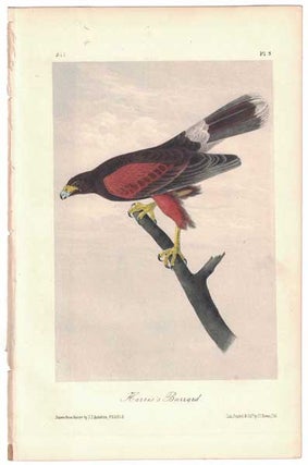 Item #55848 Harris's Buzzard, Plate 5. John James Audubon