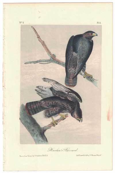Item #55849 Harlan's Buzzard, Plate 8. John James Audubon.