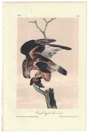 Item #55850 Rough-legged Buzzard, Plate 11. John James Audubon