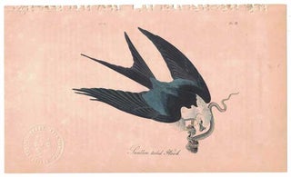 Item #55853 Swallow-tailed Hawk, Plate 18. John James Audubon