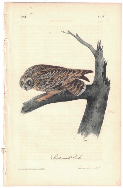 Item #56235 Short-Eared Owl, Plate 38. John James Audubon.