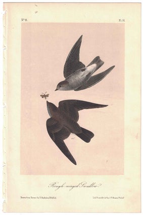 Item #56240 Rough winged Swallow, Plate 51. John James Audubon