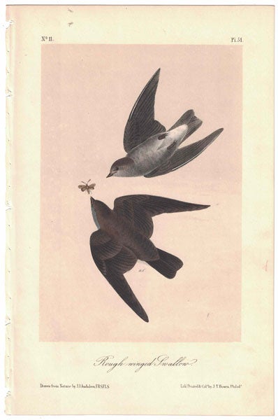 Item #56240 Rough winged Swallow, Plate 51. John James Audubon.