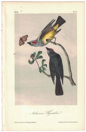 Item #56242 Arkansaw Flycatcher, Plate 54. John James Audubon