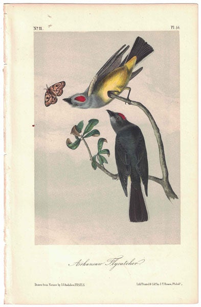 Item #56242 Arkansaw Flycatcher, Plate 54. John James Audubon.
