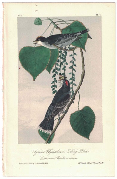 Item #56243 Tyrant Flycatcher or King Bird, Plate 56. John James Audubon.