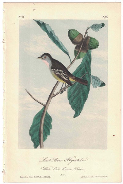 Item #56245 Least Pewee Flycatcher, Plate 66. John James Audubon.