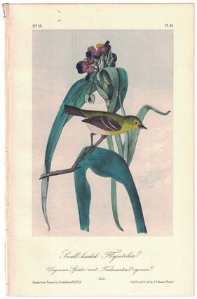 Item #56246 Small-headed Flycatcher, Plate 67. John James Audubon