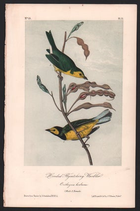 Item #56460 Hooded Flycatching Warbler, Plate 71. John James Audubon