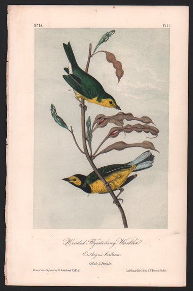 Item #56460 Hooded Flycatching Warbler, Plate 71. John James Audubon.