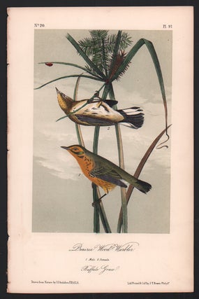 Item #56465 Prairie Wood Warbler, Plate 97. John James Audubon