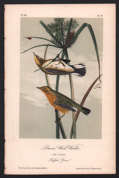 Item #56465 Prairie Wood Warbler, Plate 97. John James Audubon.