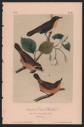 Item #56467 Maryland Ground Warbler, Plate 102. John James Audubon