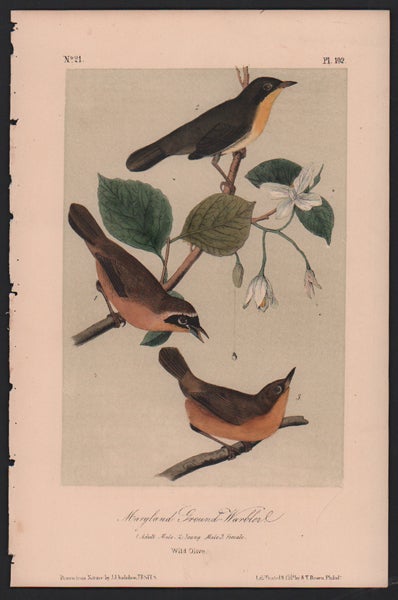 Item #56467 Maryland Ground Warbler, Plate 102. John James Audubon.