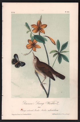 Item #56468 Swainson's Swamp Warbler, Plate 104. John James Audubon