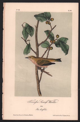 Item #56470 Tennessee Swamp Warbler, Plate 110. John James Audubon