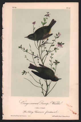 Item #56471 Orange-crowned Swamp Warbler, Plate 112. John James Audubon