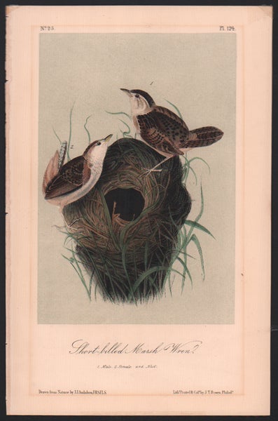 Item #56476 Short-billed Marsh Wren, Plate 124. John James Audubon.