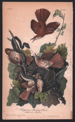 Item #56480 Ferruginous Mocking Bird, Plate 141. John James Audubon