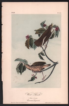 Item #56490 Wood Thrush, Plate 144. John James Audubon