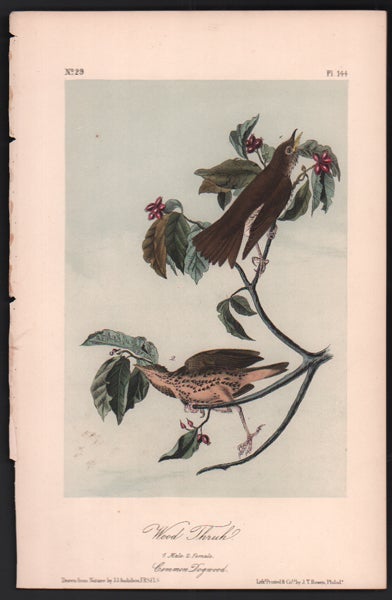 Item #56490 Wood Thrush, Plate 144. John James Audubon.