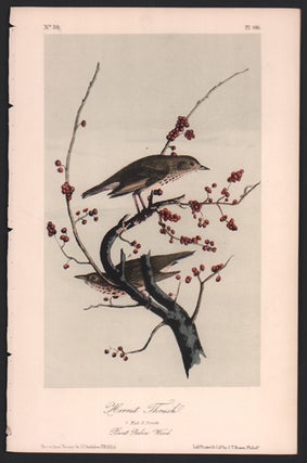 Item #56491 Hermit Thrush, Plate 146. John James Audubon