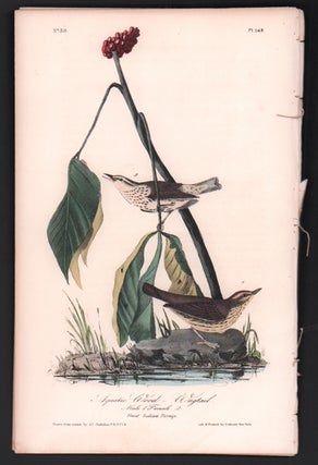 Item #56492 Aquatic Wood-Wagtail, Plate 149. John James Audubon