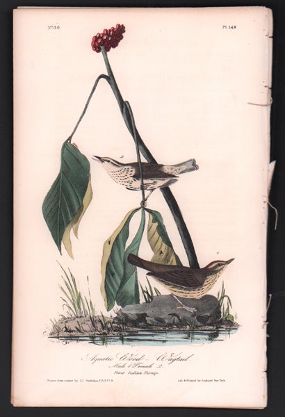 Item #56492 Aquatic Wood-Wagtail, Plate 149. John James Audubon.