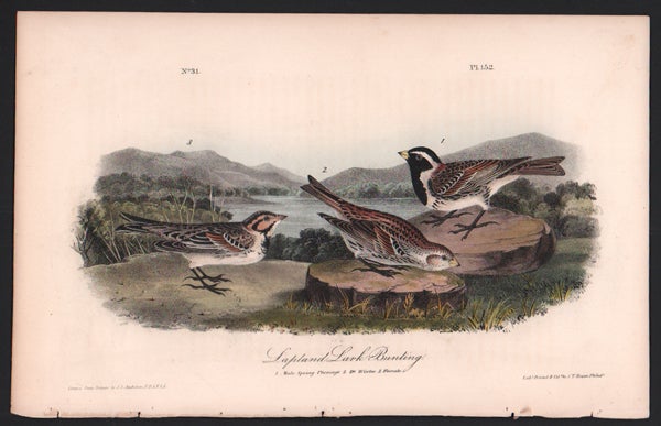 Item #56494 Lapland Lark Bunting, Plate 152. John James Audubon.