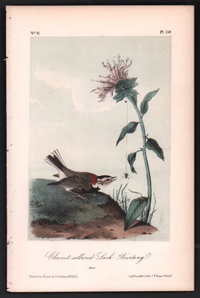 Item #56497 Chesnut-collared Lark Bunting, Plate 154. John James Audubon