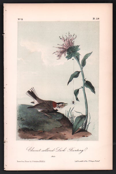 Item #56497 Chesnut-collared Lark Bunting, Plate 154. John James Audubon.