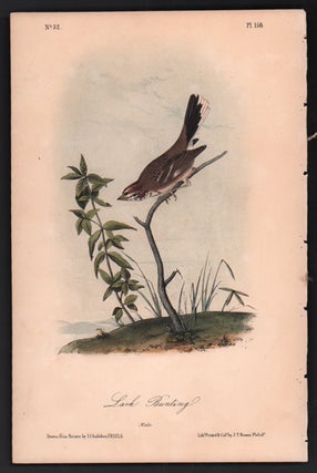 Item #56498 Lark Bunting, Plate 158. John James Audubon