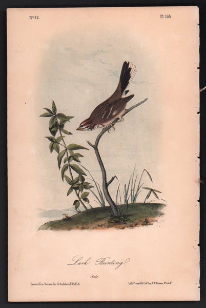 Item #56498 Lark Bunting, Plate 158. John James Audubon.