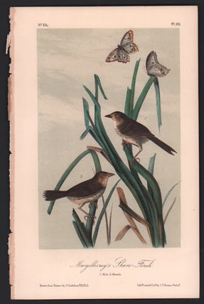 Item #56499 Macgillivray's Shore-Finch, Plate 173. John James Audubon