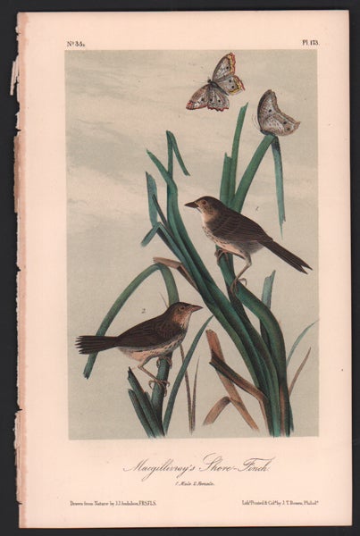 Item #56499 Macgillivray's Shore-Finch, Plate 173. John James Audubon.