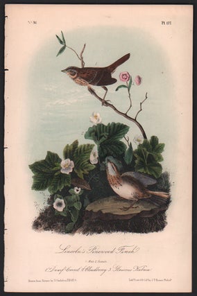 Item #56500 Lincoln's Pinewood Finch, Plate 177. John James Audubon