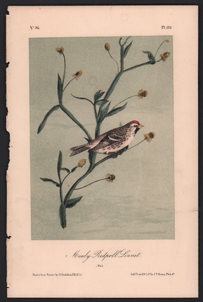 Item #56501 Mealy Redpoll Linnet, Plate 178. John James Audubon.