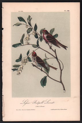 Item #56513 Lesser Redpoll Linnet, Plate 179. John James Audubon
