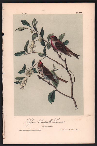Item #56513 Lesser Redpoll Linnet, Plate 179. John James Audubon.