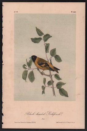 Item #56514 Black-headed Goldfinch, Plate 182. John James Audubon