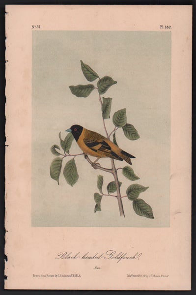 Item #56514 Black-headed Goldfinch, Plate 182. John James Audubon.