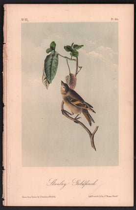 Item #56515 Stanley Goldfinch, Plate 185. John James Audubon